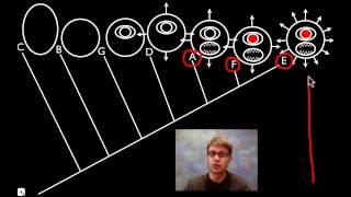 Cladograms