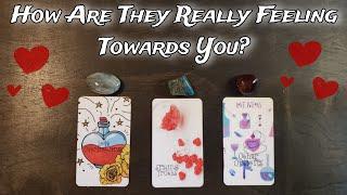  How Are They Really Feeling Towards You?   Pick A Card Love Reading