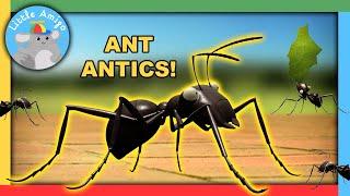 Minuscule  Best of the Ants   Compilation  Little Amigo