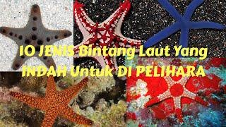 10 JENIS Bintang Laut Yang INDAH Untuk DIPELIHARA