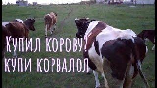 ВЕЧЕРНЕЕ ПРОИСШЕСТВИЕ. БЕРЕГИТЕ СЕБЯ. Привязь и колья для коровы в поле.