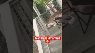 Animal Abuse … Its too HOT ‼️ #shorts #viral #trending