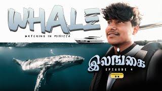 திமிங்கலத்தை தேடி ஒரு பயணம்  Whale watching in Mirissa  Sri Lanka  E4   DHAYA