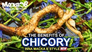 Macka Bs Medical Monday Chicory