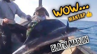 Wow... Strike  Mengincar Black Marlin di Perairan Belawan
