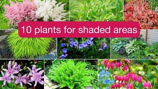 Top 10 Shade-Loving Plants for Your Shady Garden