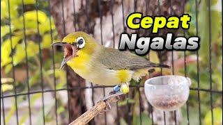 Burung Pleci Gacor Untuk Mancing Pleci Lain Agar Cepat Ngalas