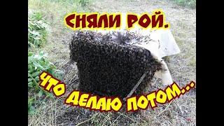 5 ДЕНЬ КАК СНЯЛИ РОЙ. ЧТО ДАЛЬШЕ...