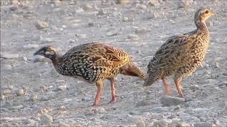 Black Francolin   Francolinus francolinus  Φραγκολίνα - Cyprus.