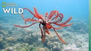 Feather Stars and Their Animal Invaders  Nat Geo Wild