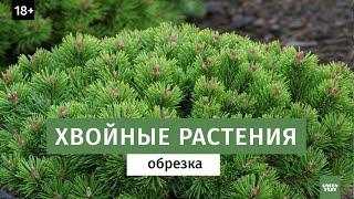 Обрезка хвойных растений. Стрижка растений.