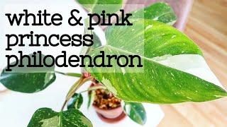 Philodendron White & Pink Princess Plant Chores