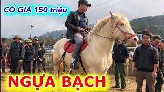 NGỰA BẠCH TO CAO VÀ ĐẸP NHẤT TỪ TRƯỚC ĐẾN NAY - CHỢ NGỰA BẮC HÀ