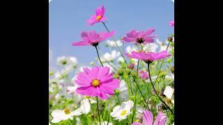 Cosmos flower