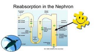 Reabsorption in the Nephron