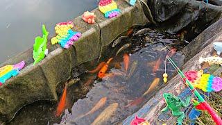 Mancing ikan hias di kolam ikan cupang ikan koi ikan mas buaya kura kura asli hiu.part271