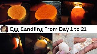 Egg Candling Using Mobile Phone  egg candling from day 1 to 21