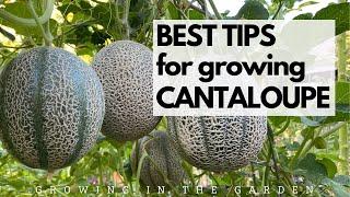 BEST TIPS for growing CANTALOUPE Grow SWEET FLAVORFUL cantaloupe with these tips.