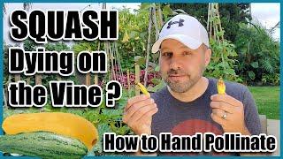 Squash Dying on the Vine? How to Hand Pollinate Squash Pumpkins Zucchini and Cucumbers