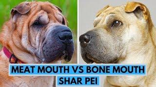 Meat Mouth vs Bone Mouth Shar Pei Dog Breed