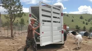 Random Camera Footage 2019 @ Todays Homesteader Ranch