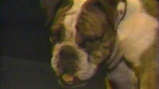 WWF British Bulldogs Matilda music video 1987