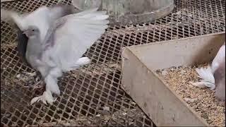 Young Pigeons 7-25-24  Агараны  Кассаны Черноносые таджикские пискуны 