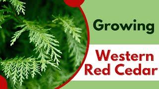 Growing Western Red Cedar From Seed to Stunning Tree  Thuja plicata