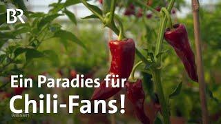 Chilizüchter in Europas größter Chili-Zucht Scharfe Vielfalt von Chilis  Gut zu wissen  BR