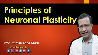 Principles of Neuronal Plasticity Neural Plasticity