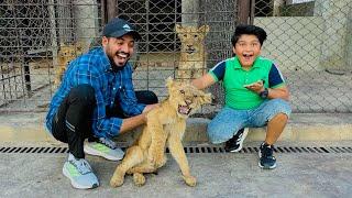 ALHAMDULILLAH Ali ko Lion cub Pasand a gaya   hmm pr Attack kr deya  