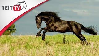 Horses  Frisian horse - the black pearl