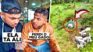 CAÇAMOS A ANACONDA DE DRONE ELA ENGOLIU UM BOI DA FAZENDA *sucuri gigante*