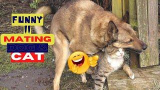 Try Not To Laugh Animals Video 2022 Cat And Dog MATING-BREEDING️️ #158 love animal 