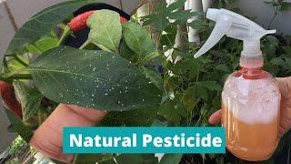 DIY PESTICIDE  HOMEMADE INSECT REPELLANT  Natural Pesticide for Plants  Effective Insecticide