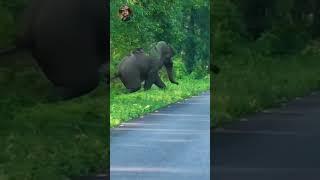 #elephant #chasing