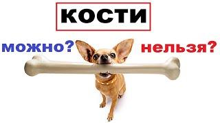 Можно ли собакам давать кости.  Кости для собак