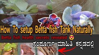 How to setup betta fish tank naturally Betta fish health secretsbetta fish kannada Mathsyajagattu