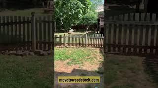 fenced in back yard in Woodstock GA   #woodstockga