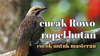 cucak Rowo ropel gacor  ropel hutan cocok untuk masteran