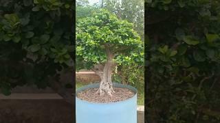 World Bonsai Art