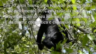 Guariba-de-mãos-ruivas Alouatta belzebul