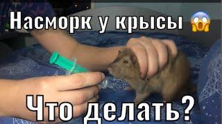 Насморк у крысы что делать?