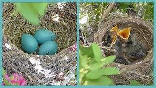 Baby Birds Hatching To Leaving The Nest In 5 Minutes