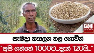 සැමදා තැලෙන තල ගොවීන්  අපි ගත්තේ 1000ට...දැන් 120යි...