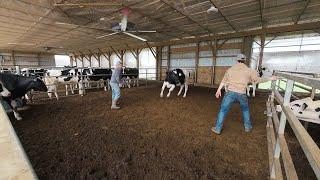 Moving Cattle & Silo Roof is Complete