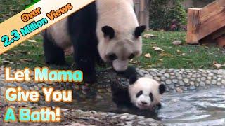 Panda Mom Forces Her Babe To Take A Bath  iPanda