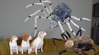 Dogs vs Giant Spider Invasion Prank Funny Dogs Maymo Penny & Potpie Battle Spiders for Halloween