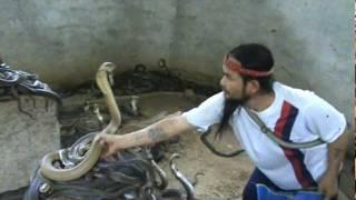 Man Selecting Cobras For Snake Show. Selection of snakes for the snake show.Cobra SLAP