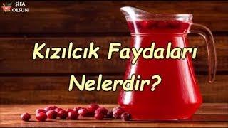 Kızılcık Faydaları Nelerdir